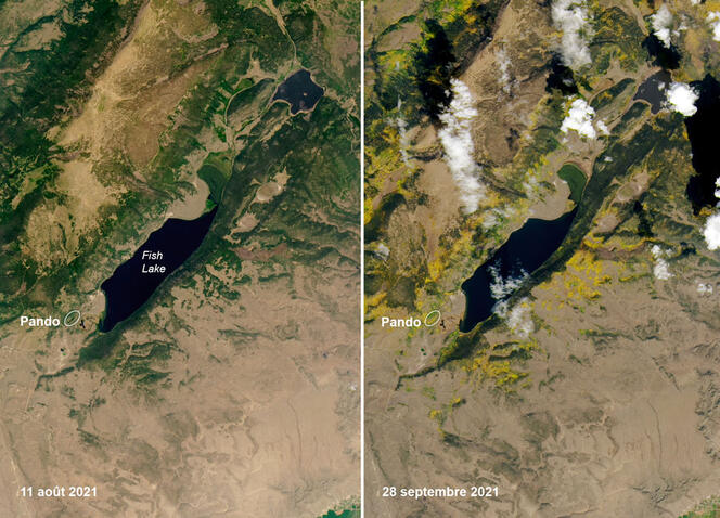 ©Image Nasa Earth Observatory by Lauren Dauphin using Landsat data from the U. S. Geological Survey Localisation de l’arbre-forêt Pando en été et en hiver, vue satellite © Nasa Earth Observatory by Lauren Dauphin using Landsat data from the U. S. Geological Survey