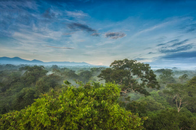 ©Greg Basco / BIA / Minden Pictures / Biosphoto Canopée de la forêt tropicale, station de recherche biologique de La Selva, Costa Rica © Greg Basco / BIA / Minden Pictures / Biosphoto