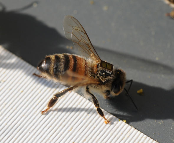 Certaines espèces d’abeilles officiellement reconnues en voie de disparition _tag-acta3_a.decourtye_72dpi