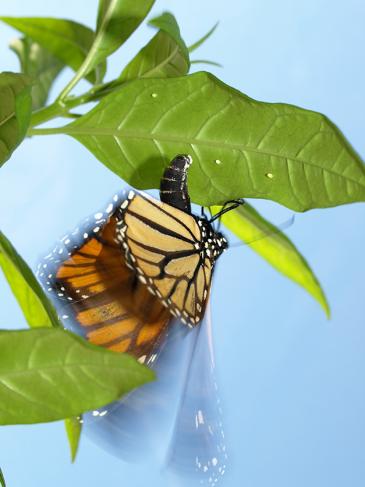 Papillon monarque pondant des œufs