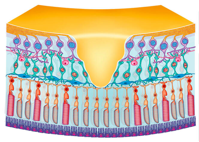 Schéma 3D de la rétine en coupe.