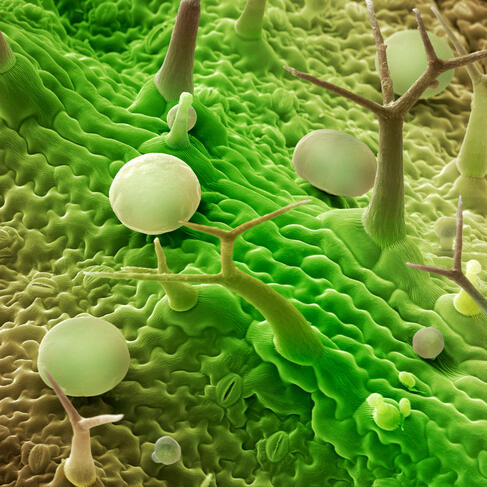 ©Power and Syred / Science Photo Library Vu au microscope de trichomes et glandes à la surface d’une feuille de lavande © Power and Syred / Science Photo Library