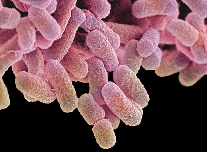 L’entérobactérie Escherichia coli, vue ici au microscope