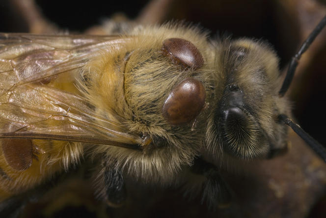 Certaines espèces d’abeilles officiellement reconnues en voie de disparition Bios-1836309_72dpi