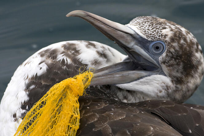 ©Luc Hoogenstein / Buiten-Beeld / Biosphoto