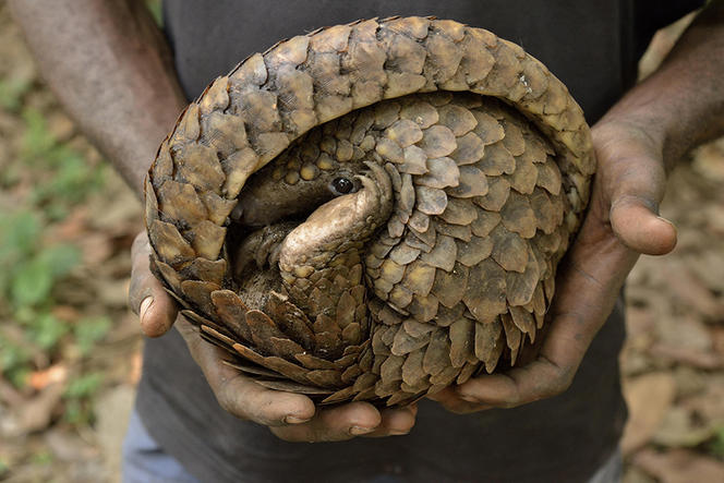 Pangolin à longue queue (Manis tetradactyla) roulé en boule dans les mains d'un braconnier.