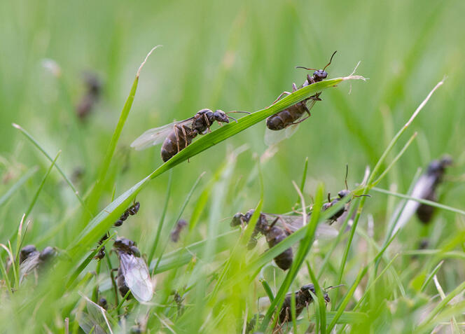 fourmis noires © Ruurd Jelle van der Leij / Buiten-beeld / Minden Pictures / Biosphoto