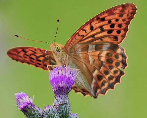 Fritillaire argenté (Argynnis paphia)