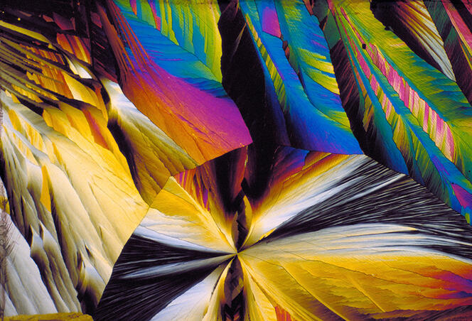 ©Michael W. Davidson/Science Source/BSIP