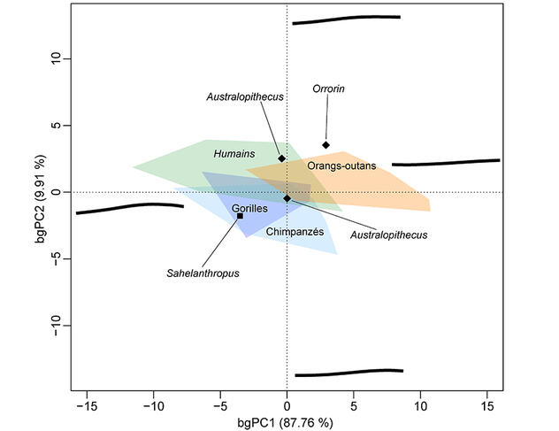 ©Clément Zanolli/ Cazenave et al. 2024 – Journal of Human Evolution