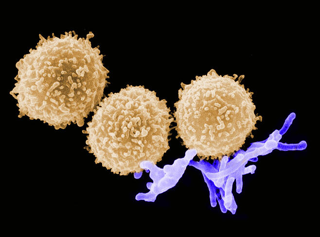 ©Frédéric ALTARE/CNRS Images