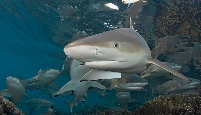 ©Thomas Vignaud / CNRS Images Un requin à pointes noires devient familier quand on le nourrit © Thomas Vignaud / CNRS Images
