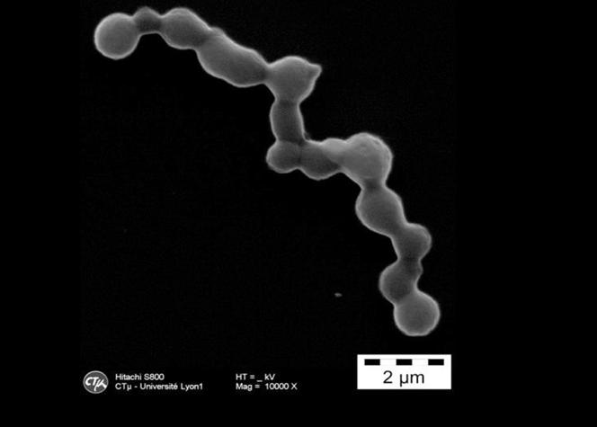 ©Chloé LORION/UMR5305/CNRS Photothèque Protéine élastique synthétique