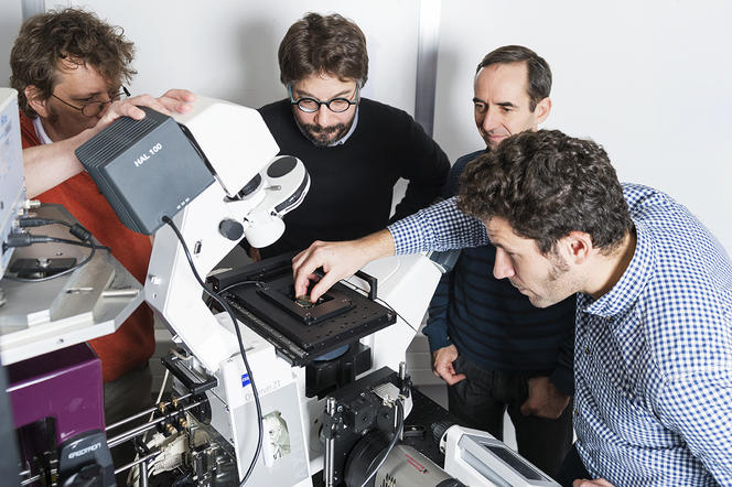 ©Cyril FRESILLON / IPANEMA / CNRS Photothèque