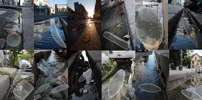 ©Pascal Jean LOPEZ / BOREA / MNHN / IRD / UPMC / UNICAEN / UA / CNRS Images