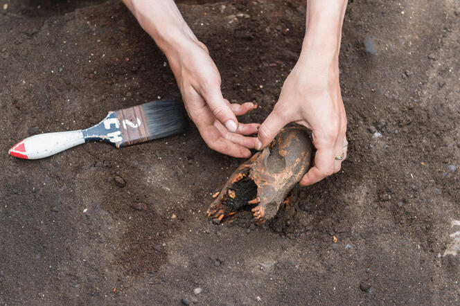 Prélèvement d’un crâne de chien sur le site archéologique de Huaca Grande, à l’extrême nord du Pérou. 