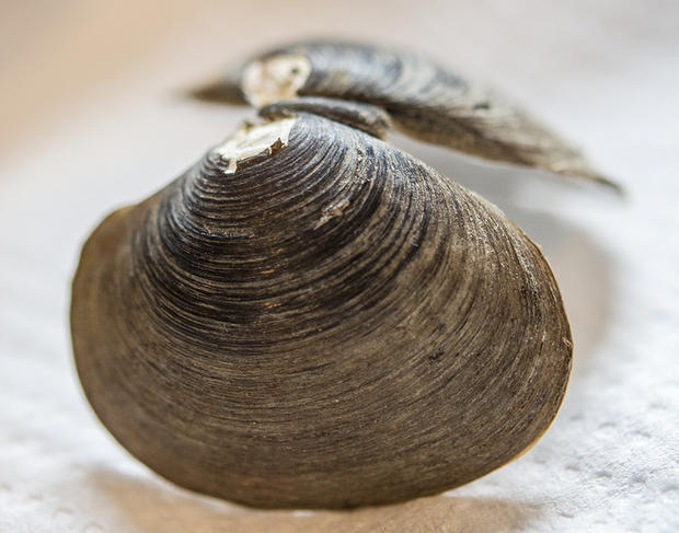 ©Erwan AMICE / LEMAR / CNRS Photothèque