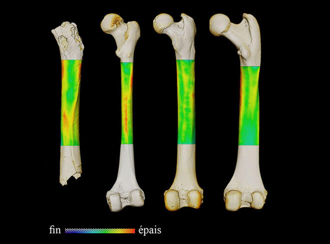 ©Franck GUY / Palevoprim / CNRS Images
