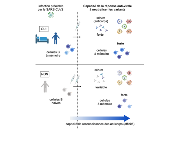 ©Sokal et al, https://doi.org/10.1016/j.immuni.2021.09.011