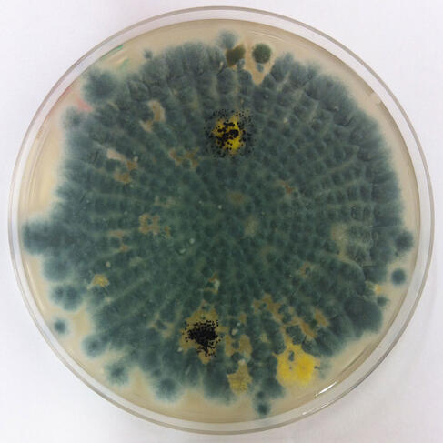 Des colonies de Aspergillus fumigatus © Steffi Rocchi