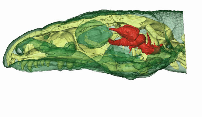 Reconstruction 3D du crâne d'un tégu argentin.