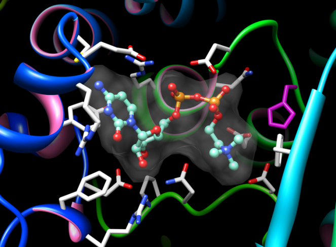 Structure de l’enzyme de Legionella pneumophila 