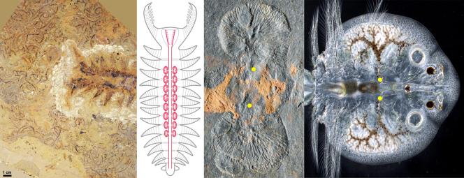 Arthropodes primitifs à corps mou du Cambrien inférieur