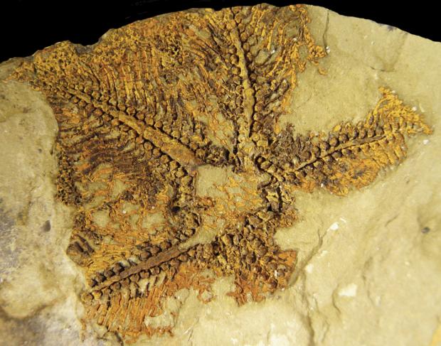 Fossile d'une étoile de mer de la période ordovicienne.