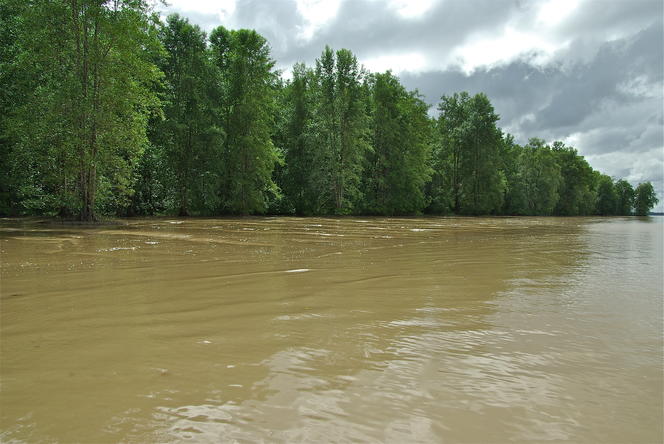 Mangrove de Guyane.