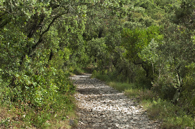 Dette climatique dans les forêts françaises