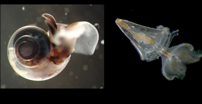 ©Steeve COMEAU / LOV / CNRS Images; Steeve COMEAU / CNRS Images
