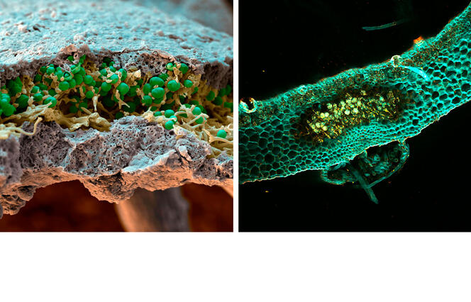 ©Eye of Science / SPL ; © Aurélie Le Ru, plateforme d'imagerie TRI-FRAIB et Nicolas Vigneron Caloplaca © Eye of Science / SPL ; Marchantia © Aurélie Le Ru, plateforme d'imagerie TRI-FRAIB et Nicolas Vigneron