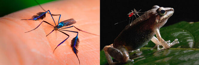 ©James Gathany / CDC – © Paul Bertner / Miden / NaturePL / EB Photo © James Gathany / CDC – © Paul Bertner / Miden / NaturePL / EB Photo