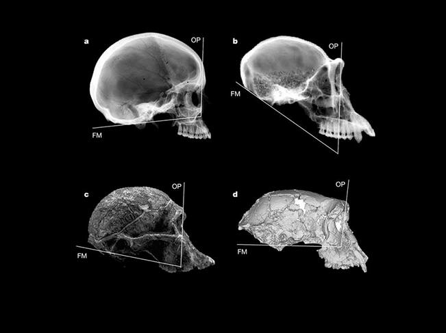 ©C. Zollikofer et al. 2005 / Nature - Virtual reconstruction of Sahelanthropus tchadensis.