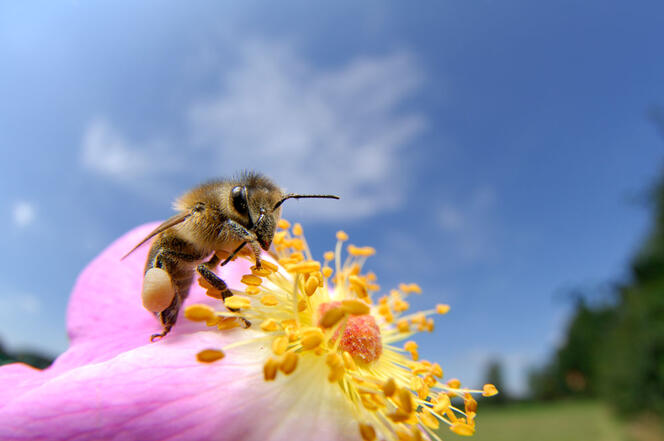 Apis mellifera sur une rose © Solvin Zankl / NaturePL / EBPhoto