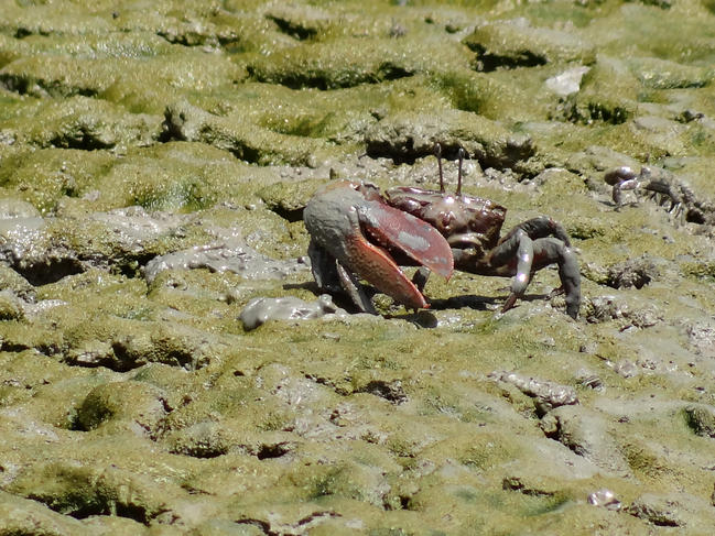 Crabe de mangrove