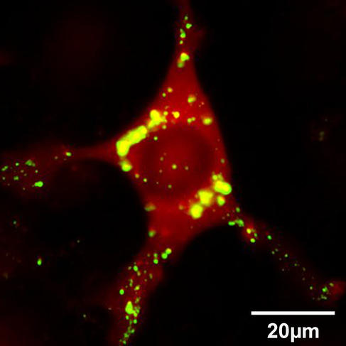 ©L. BOUSSET et R. MELKI/NEUROPSI Alpha-synucléine