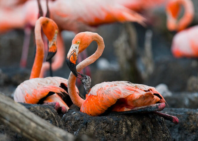 Un flamant rose nourrissant son poussin.