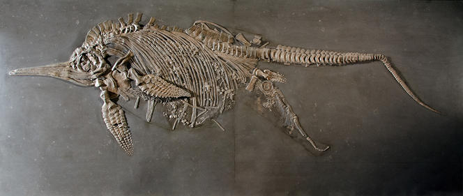 ©Avec l’aimable autorisation du SMNS / U. Schmid (Ichthyosaurus)