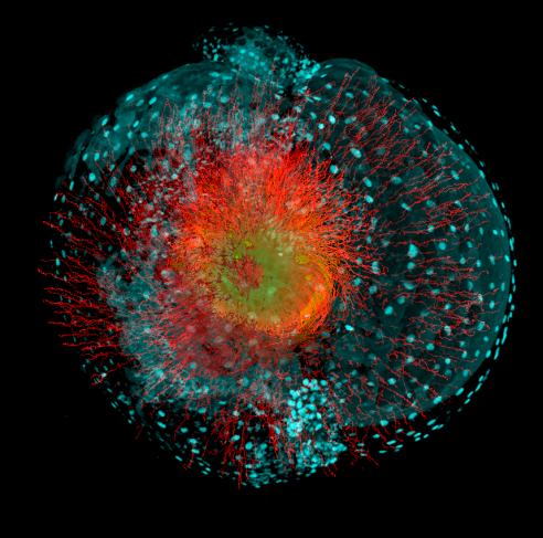 Visualisation des lignées cellulaires de l’embryon de poisson zèbre
