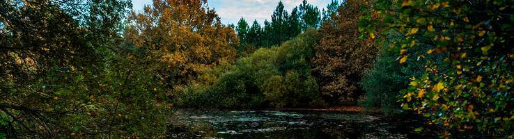 Lagune du parc régional des Landes de Gascogne © Cyril Frésillon / Fire-landes / CNRS Images