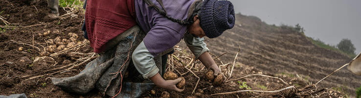 Photo by Shiwa Yachachin sur pexels.com