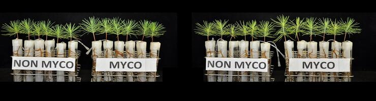 Co-cultures de jeunes plants de pin Pinus pinaster avec ou sans champignons sous différentes conditions de stress. ©Muhammad Usman