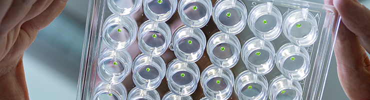 Développement et cristallisation de nouveaux mutants de protéines fluorescentes - crédit Christian MOREL / IBS / CNRS Images