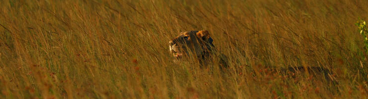 Lionne portant un collier GPS © Yolan Richard / CNRS