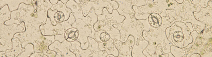 Épiderme de feuille d’Arabidospsis thaliana, avec plusieurs stomates visibles à sa surface. © Alexis De Angeli