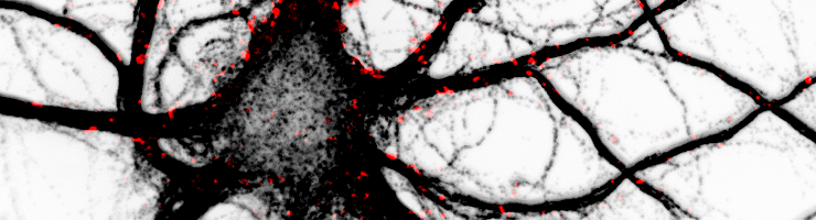 Représentation des neurotransmetteurs le long des synapses. ©Zoé Jamet et Laurent Groc