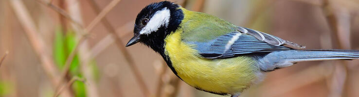 Mésange charbonnière © Jürgen de Pixabay