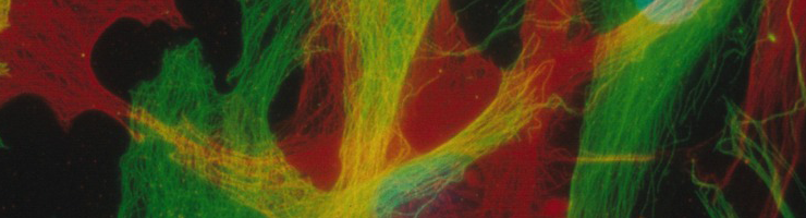 Image en immunofluorescence de cellules embryonnaires - crédit Anne FERNANDEZNed LAMB/CNRS Images