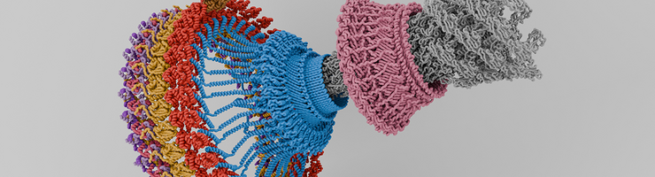 Assemblage du moteur flagellaire montrant différentes protéines en différentes couleurs. © Prash Singh 2024 CC BY 4.0 via Wikipedia